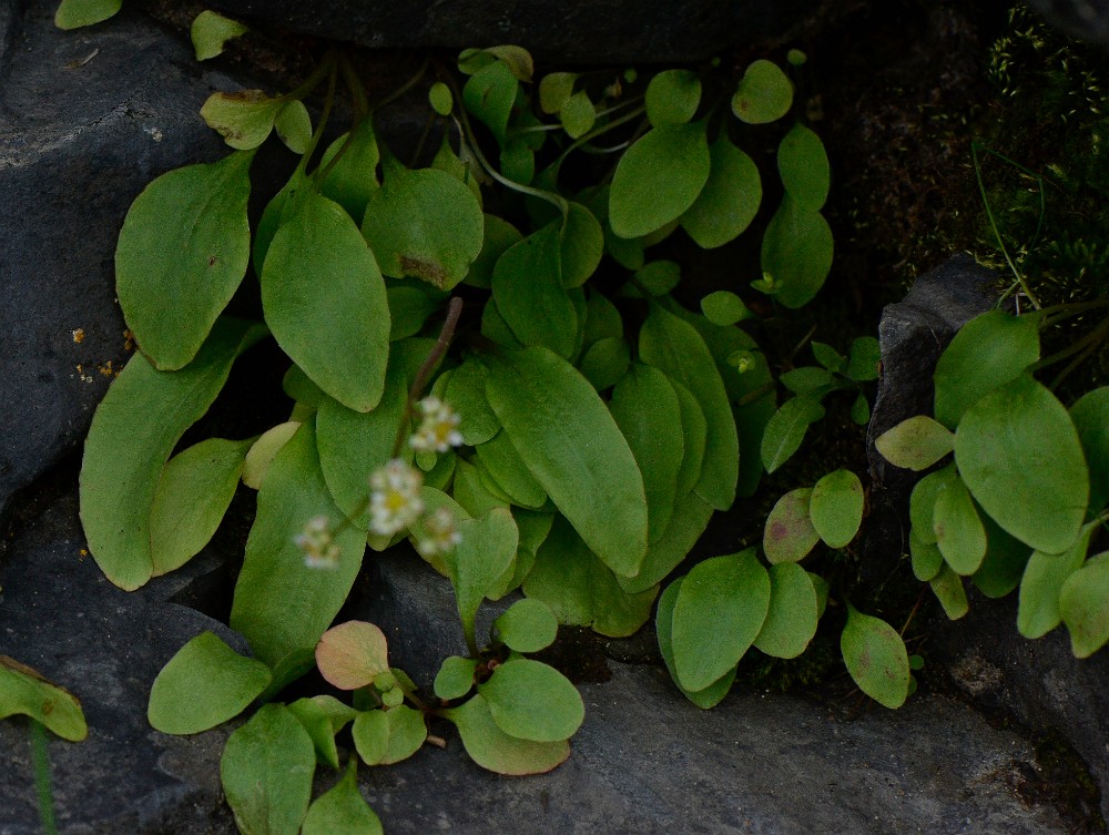 Clayton's saxifrage - Micranthes fragosa (2)