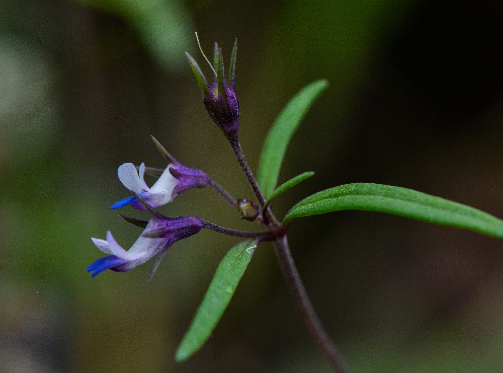 Small-flowered blue-eyed Mary - Collinsia parviflora