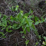 Catchweed, madwort - Asperugo procumbens (introduced) (3)