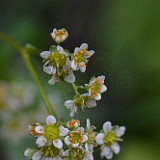 Clayton's saxifrage - Micranthes fragosa