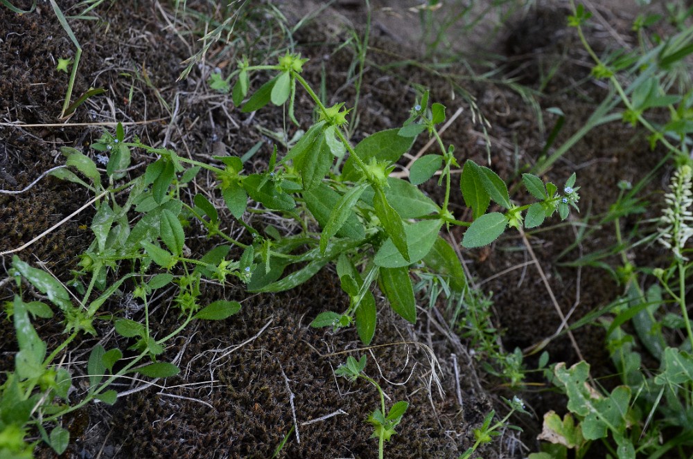 Asperugo procumbens - Catchweed, madwort (introduced) (2)