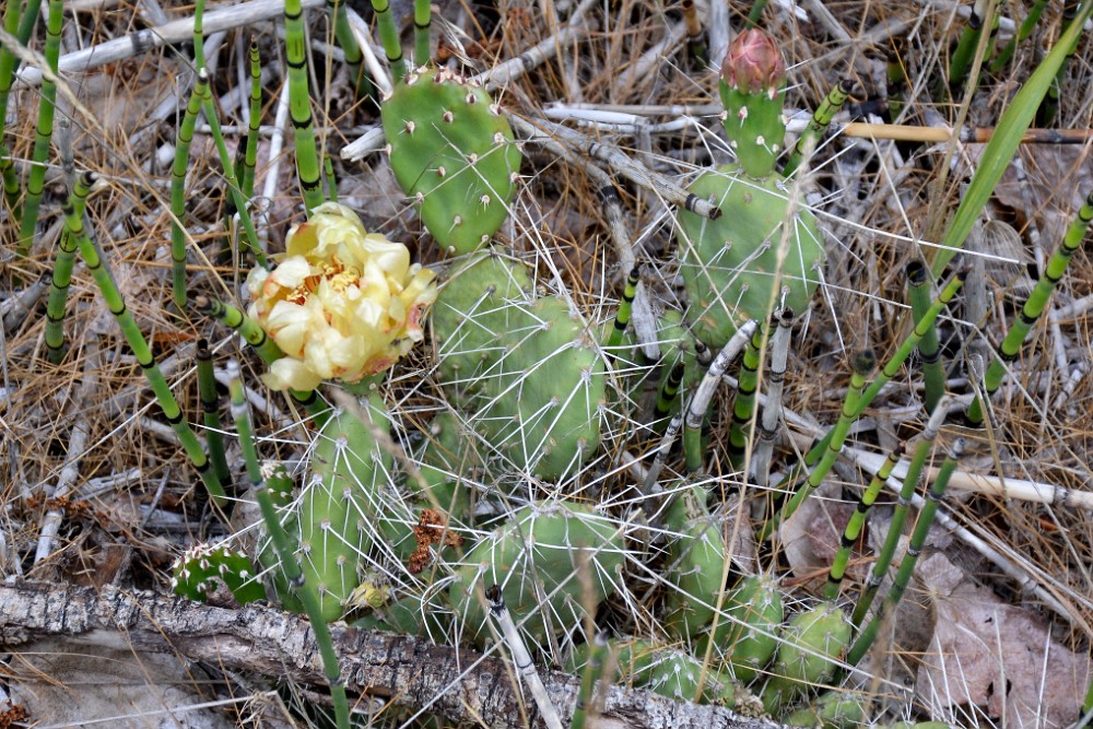 Columbia prickly-pear (3)