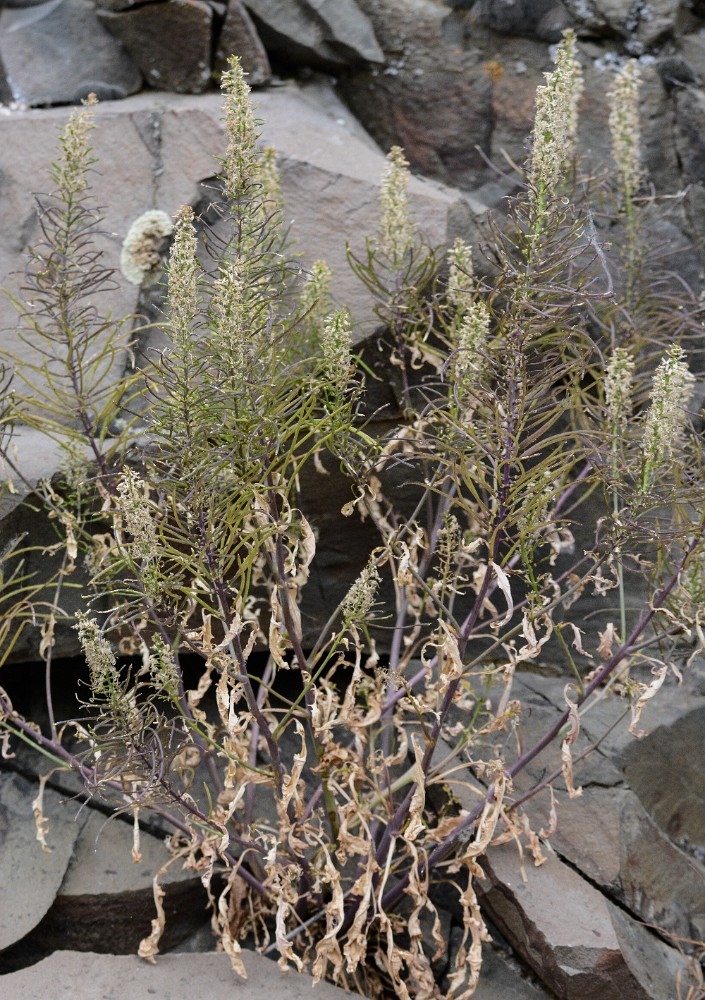 Thelypodium laciniatum - Thickleaf thelypody
