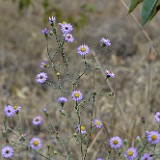 Hoary-aster
