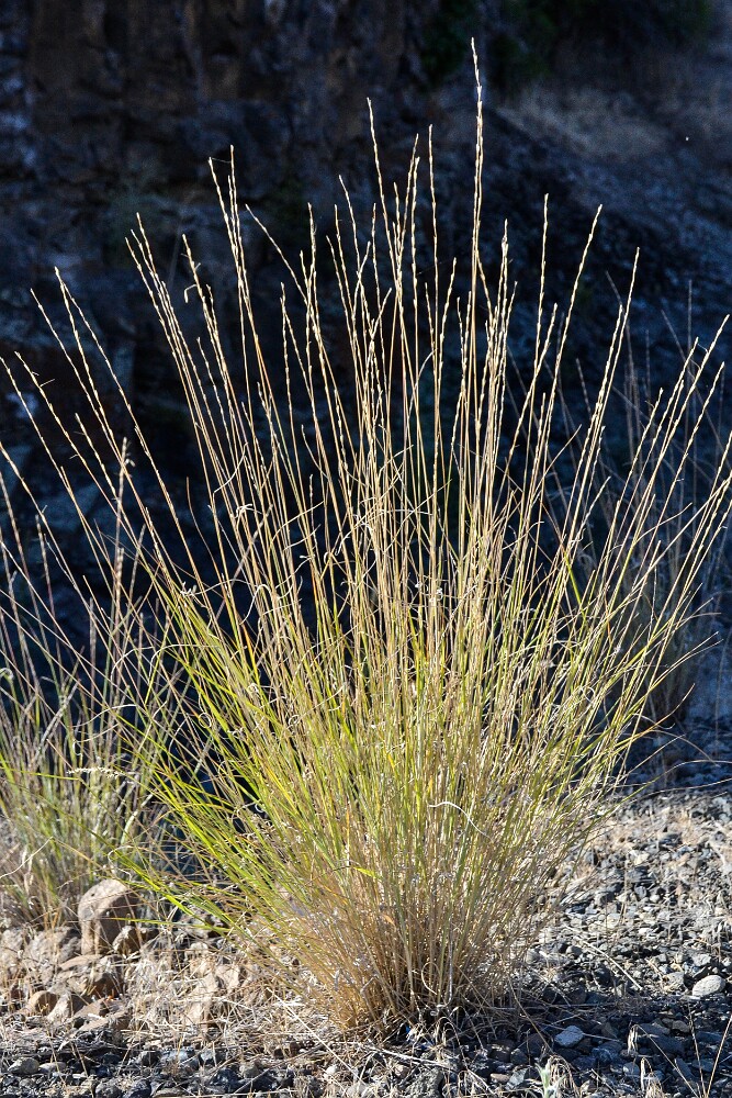 Bluebunch wheatgrass1