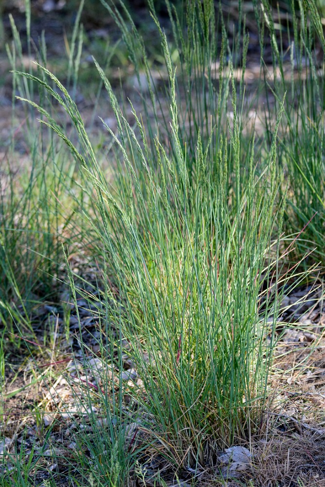 Bluebunch-wheatgrass-Pseudoroegneria-spicata