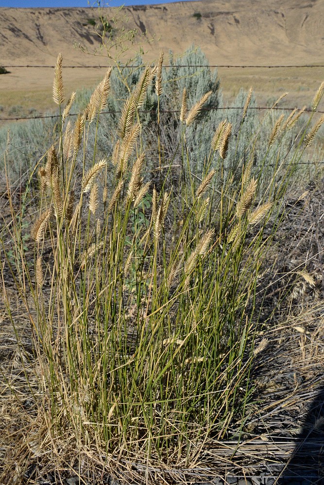 Crested wheatgrass (2)