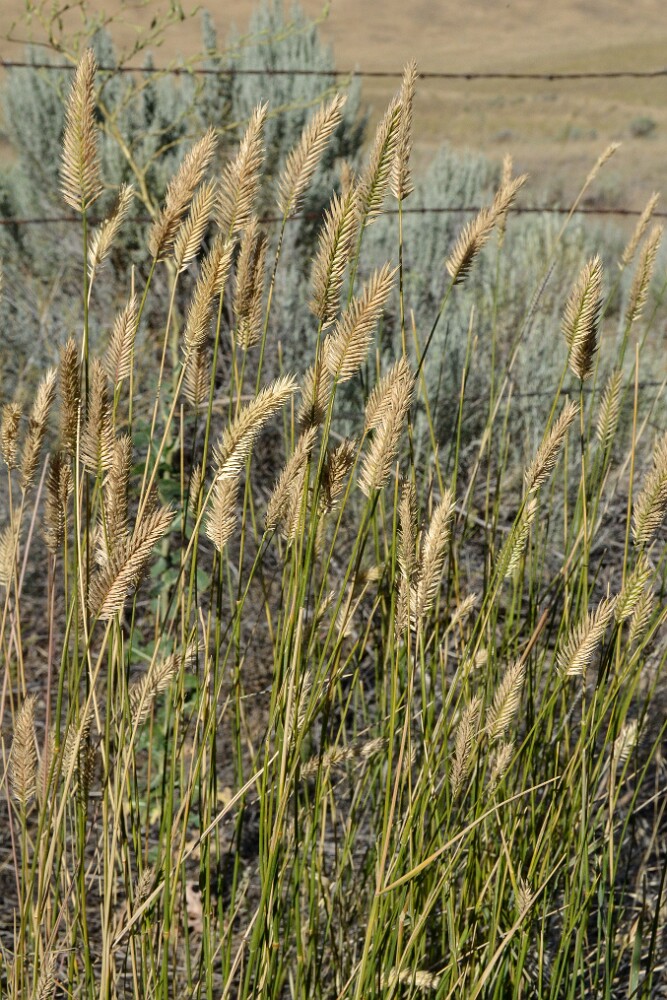 Crested wheatgrass