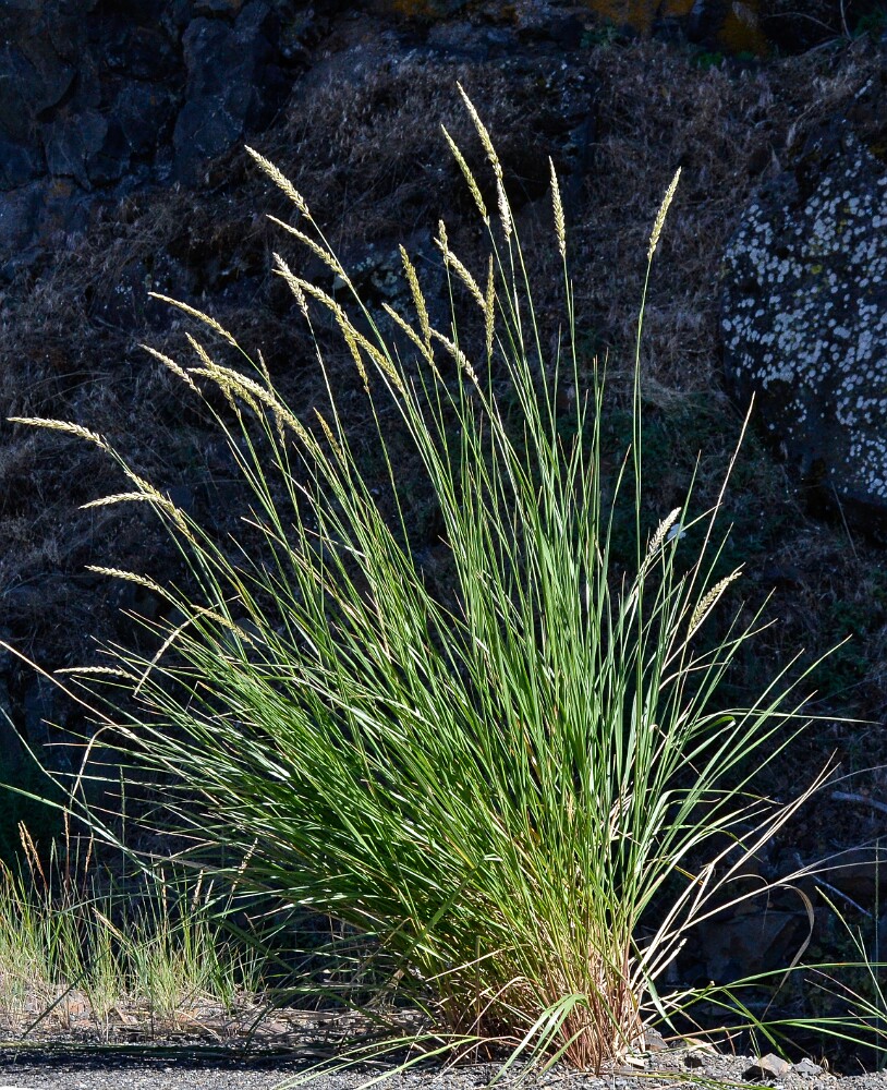 Great Basin wild rye