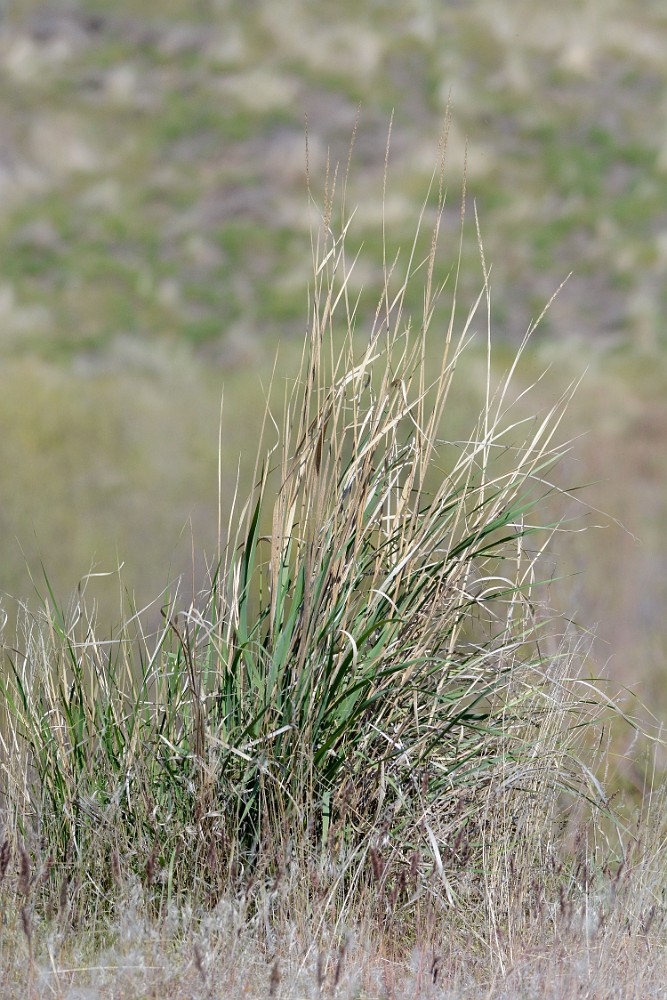 Great Basin wild rye1