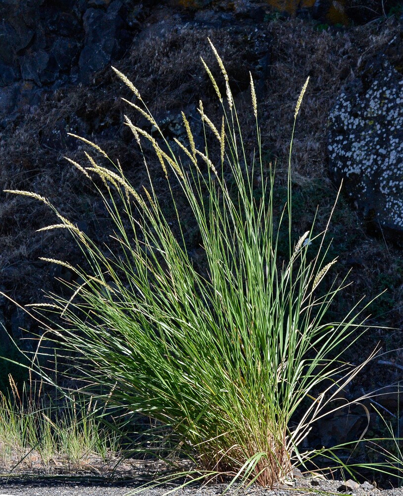 Great-Basin-wild-rye-Leymus-cinereus-1