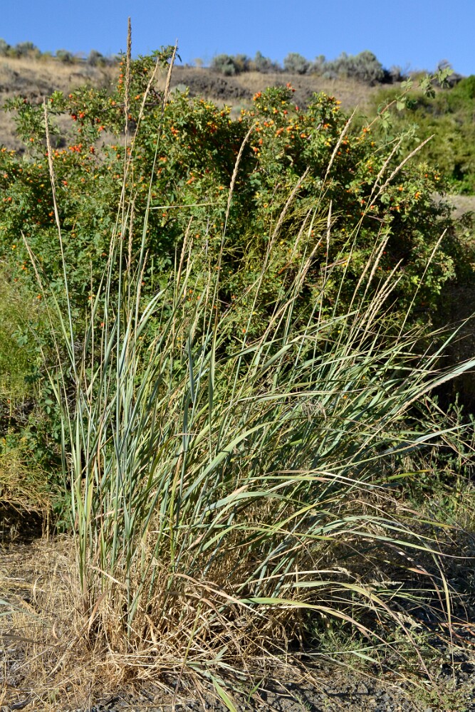 Great-Basin-wild-rye-Leymus-cinereus-2
