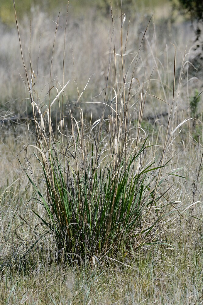 Great-Basin-wild-rye-Leymus-cinereus-3