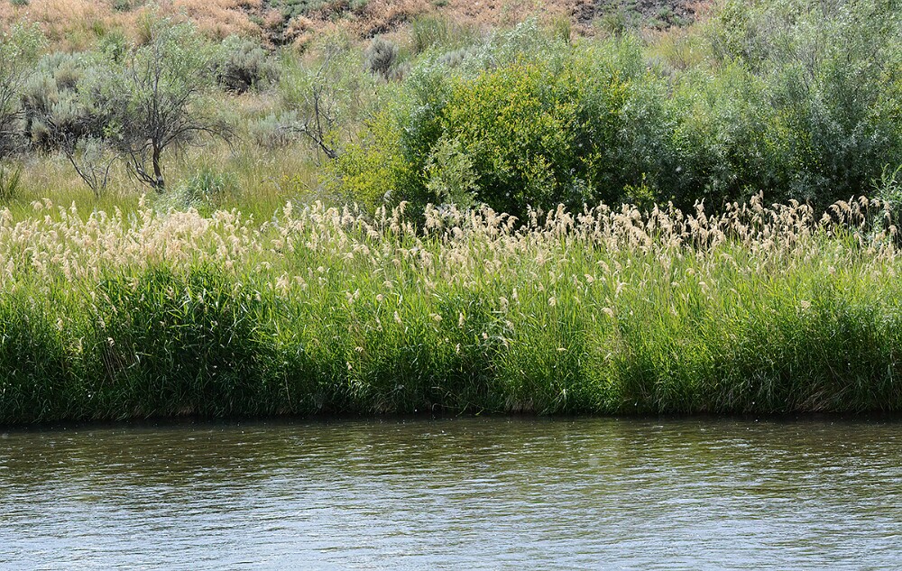 Reed-canary-grass-Phalaris-arundinacea-1