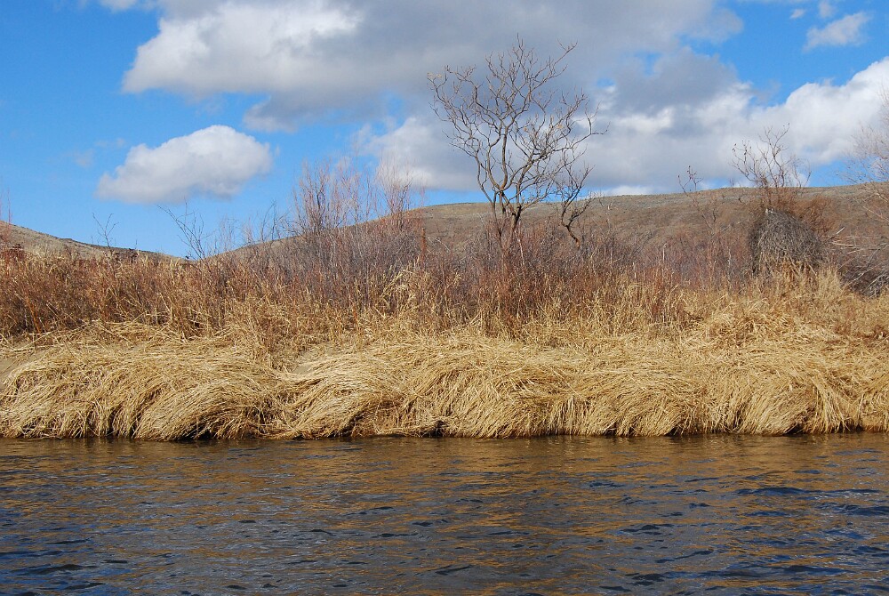 Reed-canary-grass-Phalaris-arundinacea-2