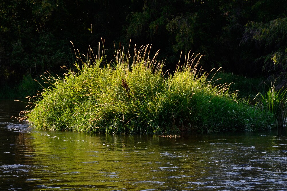 Reed-canary-grass-Phalaris-arundinacea-3