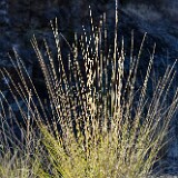 Bluebunch wheatgrass1