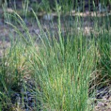 Bluebunch-wheatgrass-Pseudoroegneria-spicata