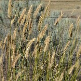 Crested wheatgrass