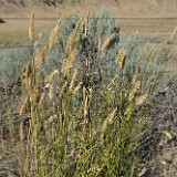 Crested-wheatgrass-Agropyron-cristatum