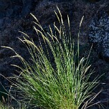 Great Basin wild rye