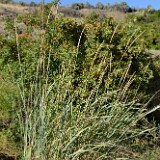 Great-Basin-wild-rye-Leymus-cinereus-2