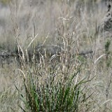 Great-Basin-wild-rye-Leymus-cinereus-3
