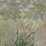 Great-Basin-wild-rye-Leymus-cinereus