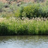 Reed-canary-grass-Phalaris-arundinacea-1