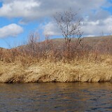 Reed-canary-grass-Phalaris-arundinacea-2