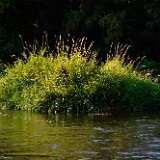 Reed-canary-grass-Phalaris-arundinacea-3