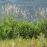 Reed-canary-grass-Phalaris-arundinacea
