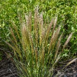 Squirreltail-grass-Elymus-elymoides-1