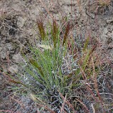 Squirreltail-grass-Elymus-elymoides