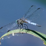 Blue dasher