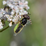 Green soldier fly - aquatic (2)