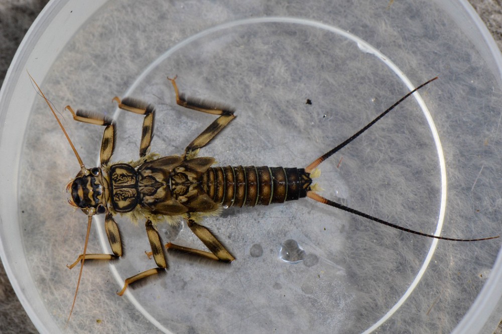 Summer-stone-nymph