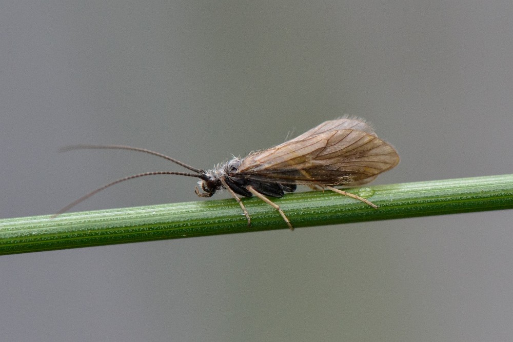 caddis