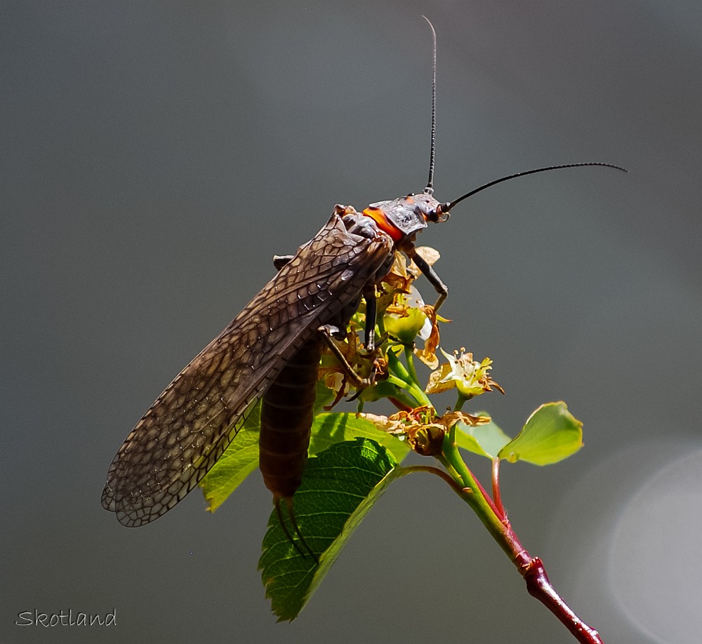 salmonfly2