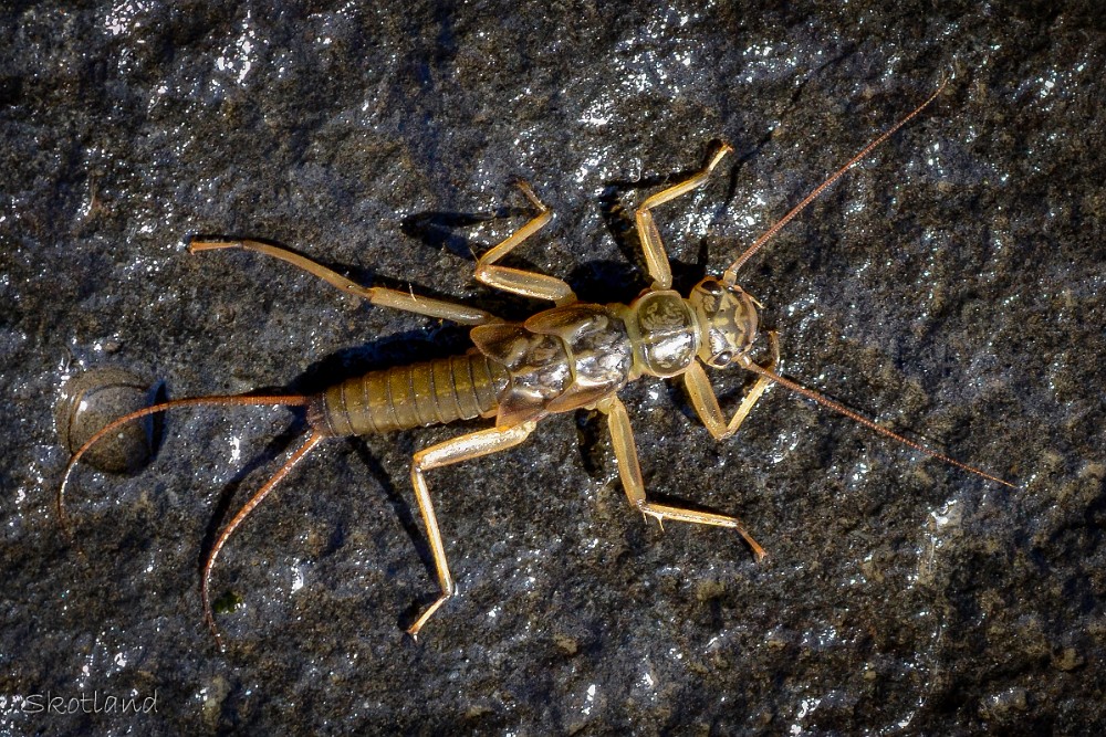 skwala-stonefly-nymph