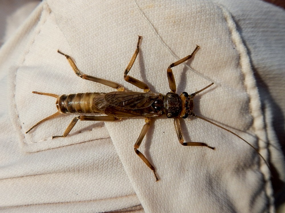 summer-stone-male