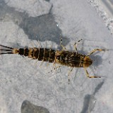 BWO nymph