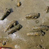 October caddis pupa