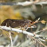 October caddis