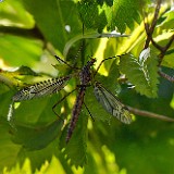 cranefly