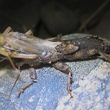 emerging-summer-stonefly