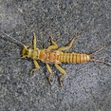 yellow-sally-nymph