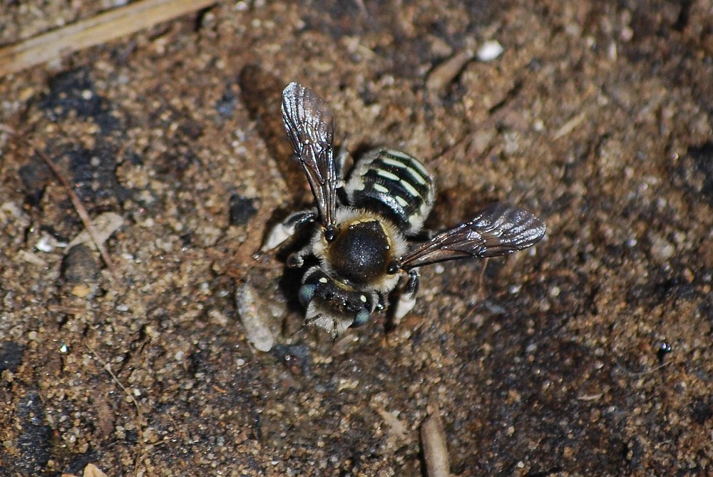 Carder-bee
