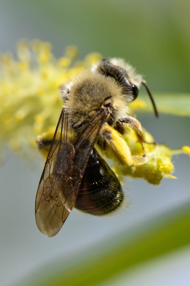Carpenter bee