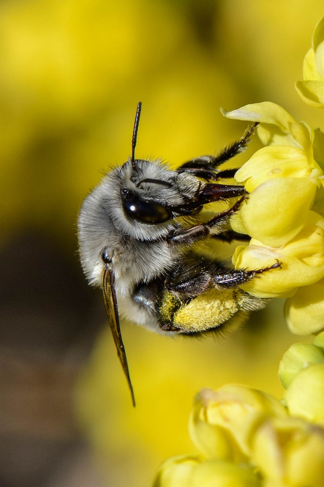 Habropoda-digger-bee